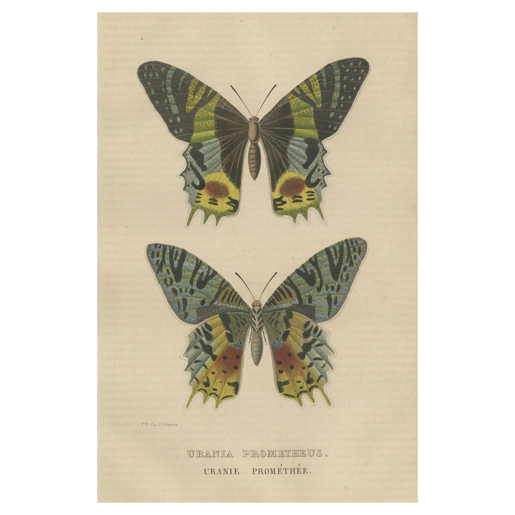 Transcending Time: Urania Prometheus, A Lepidopteral Legacy - Circa 1845 For Sale
