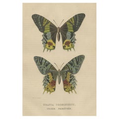 Transcending Time: Urania Prometheus, A Lepidopteral Legacy - Circa 1845