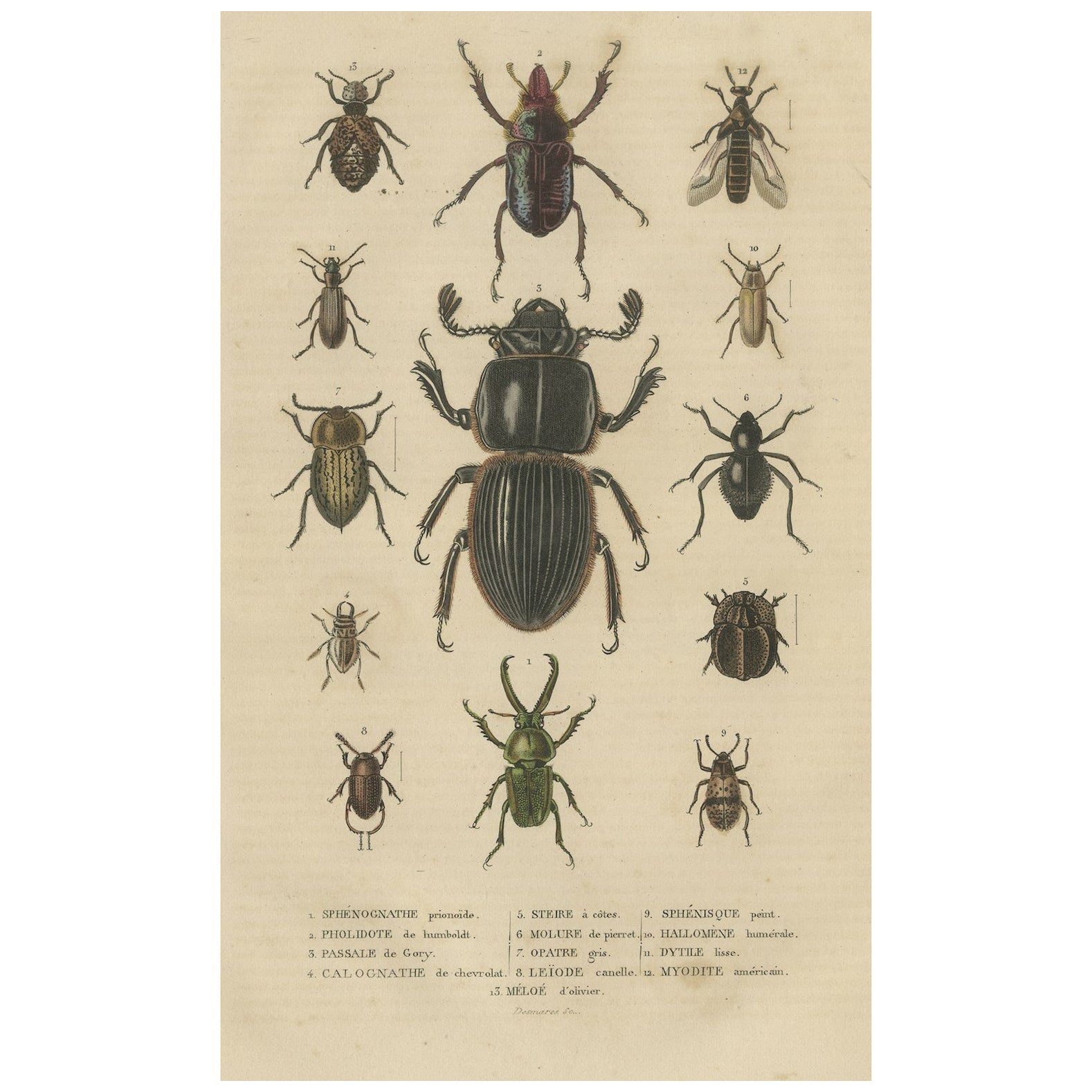 Entomological Elegance: An Original Antique Catalogue of Beetles, 1845 For Sale
