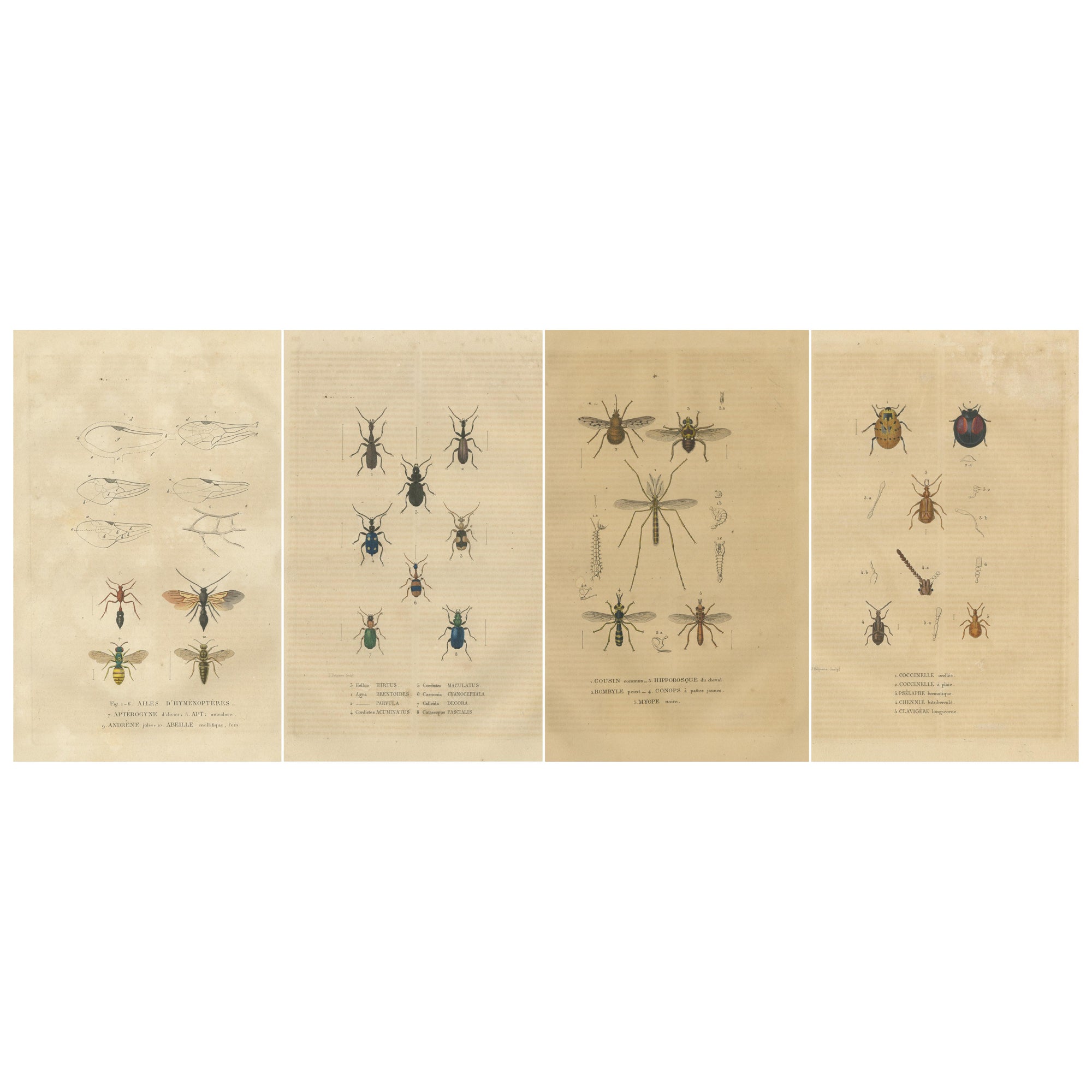 Entomologisches Bauwesen aus dem Jahr 1845: Eine detaillierte Studie der Insektenvielfalt
