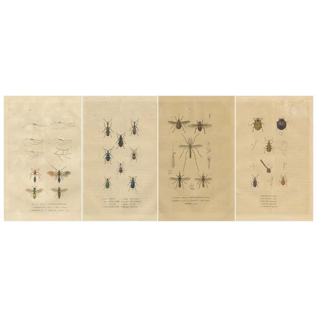 Unframed Collection Painted Scientific Illustrations of Various Insects ...