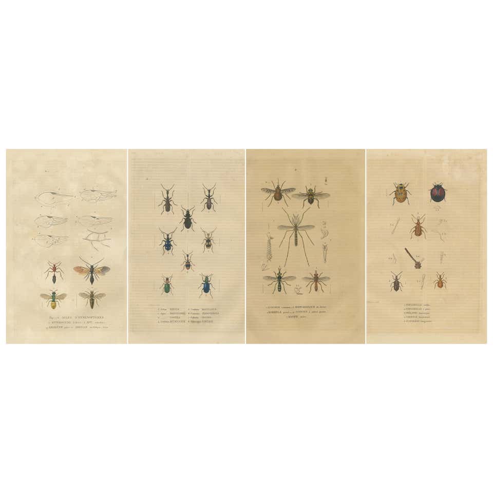 Detailed Insect Paintings Unframed Collection Painted Scientific Illustrations of Various Insects ...