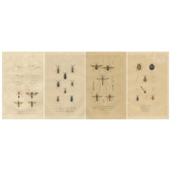 Entomologisches Bauwesen aus dem Jahr 1845: Eine detaillierte Studie der Insektenvielfalt