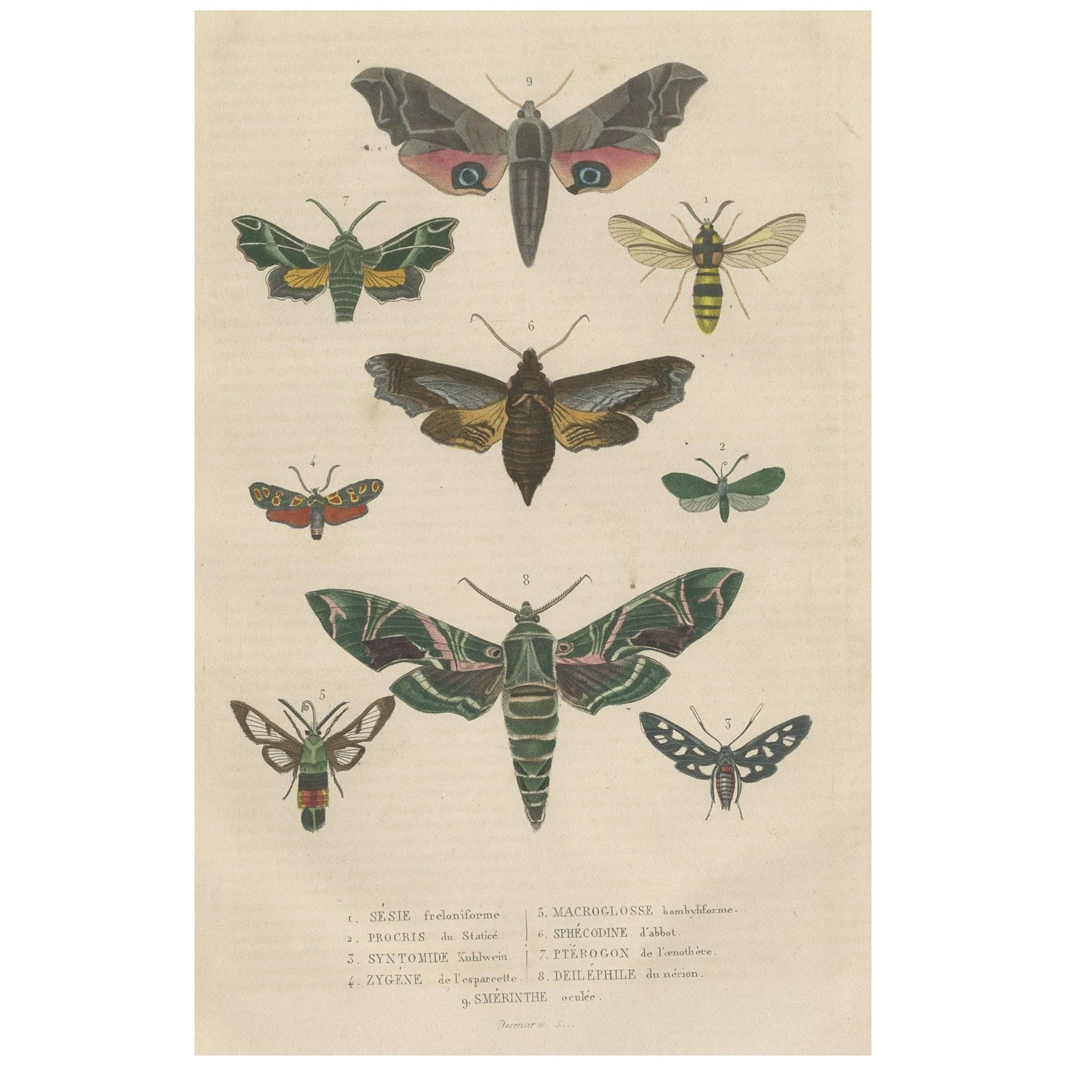 Lepidoptera : un condendium illustré de créatures et de papillons du 19e siècle en vente