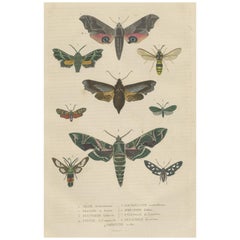Antique 19th Century Lepidoptera: An Illustrated Compendium of Moths and Butterflies