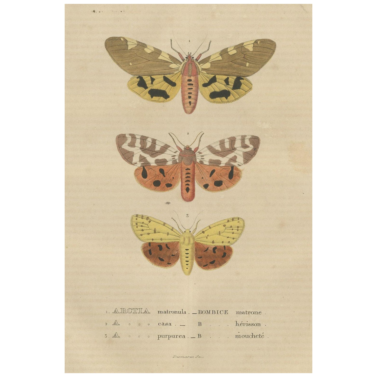 Handcolored Variations of Moths: A Study in Lepidoptera Elegance, 1845 For Sale