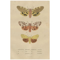 Handcolorierte Variationen von Nachtfaltern: Eine Studie über Lepidoptera Elegance, 1845