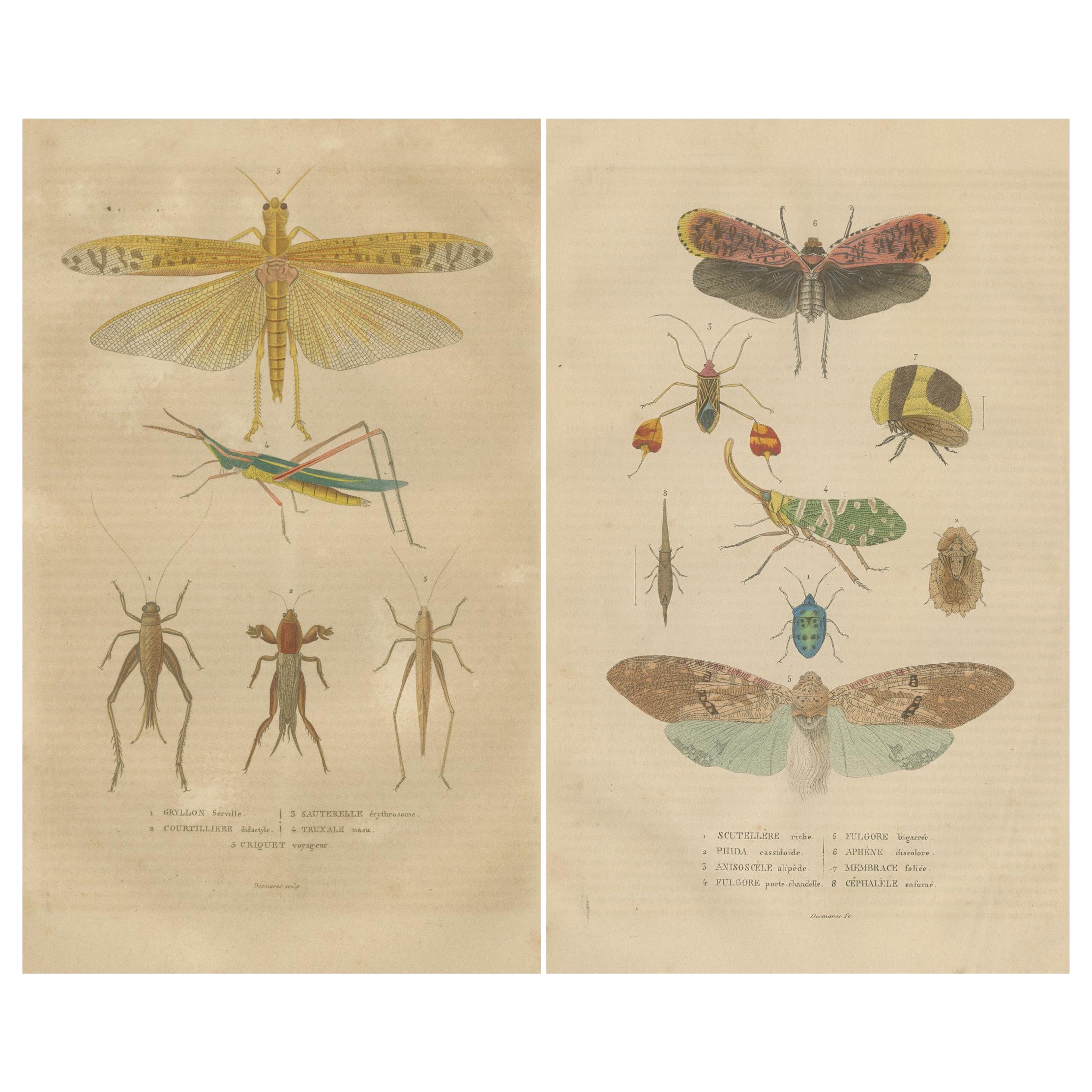 19th-Century Insectarium: A Glimpse into Orthoptera and Varied Insects For Sale