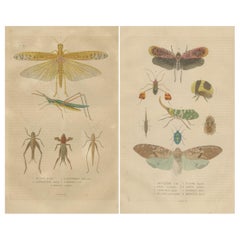 19th-Century Insectarium: A Glimpse into Orthoptera and Varied Insects