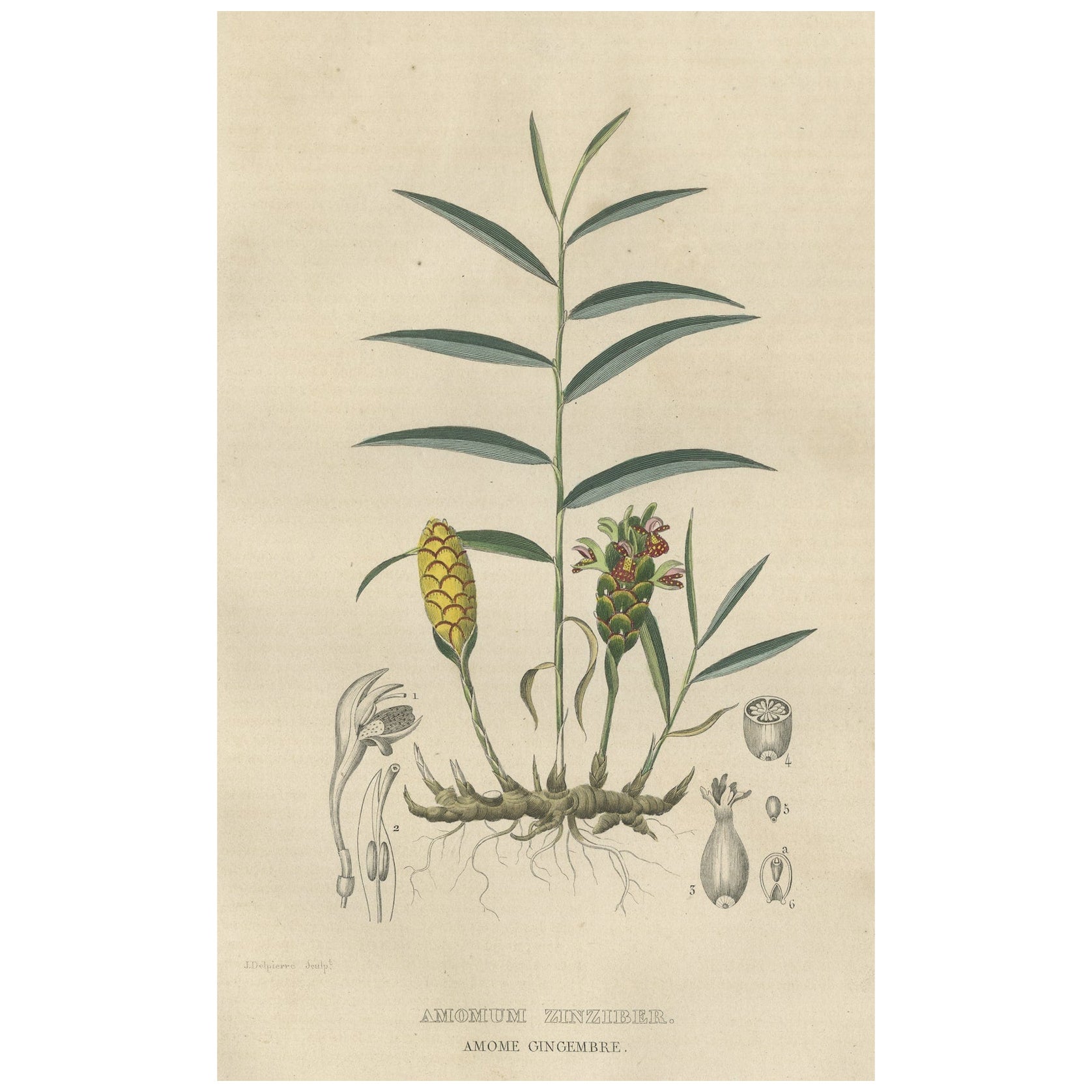 Exotic Botanicals Unveiled: The Ginger Plant in Art and Science, 1845 For Sale