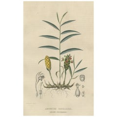 Antique Exotic Botanicals Unveiled: The Ginger Plant in Art and Science, 1845