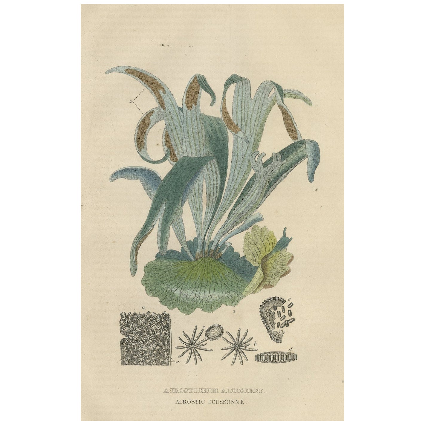 The Golden Leather Fern - An Antique Masterpiece of Botanical Illustration, 1845 For Sale