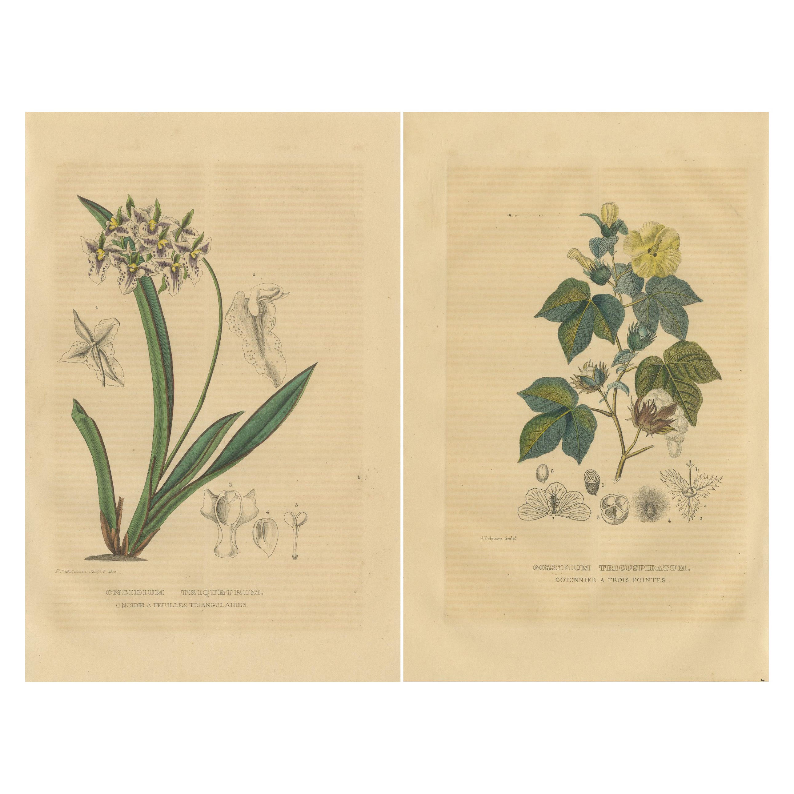Orchid & Cotton Elegance: A Botanical Legacy in Bloom - Old Engravings of 1845 For Sale