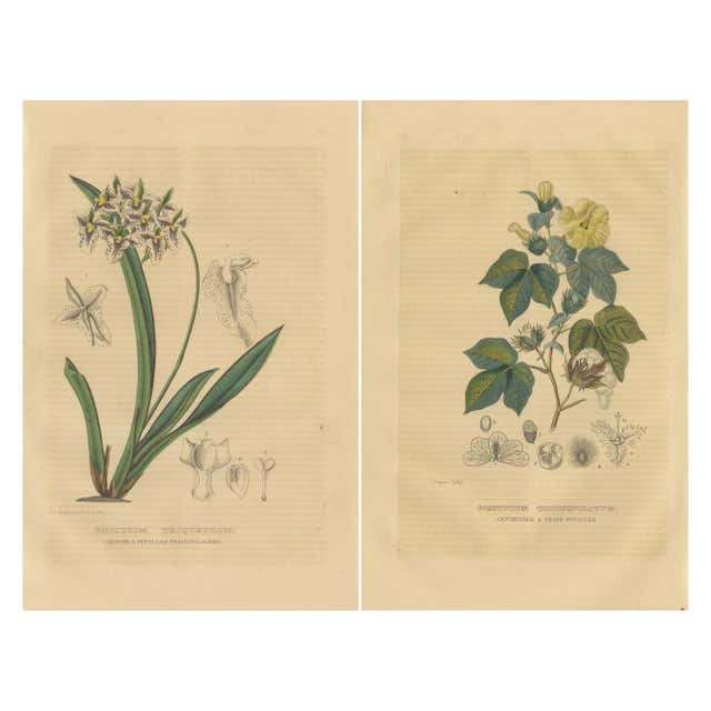 Botanical Elegance: Antique Engravings from Johann Weinmann's ...