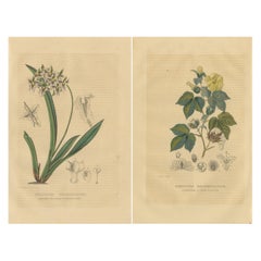 Orchid & Cotton Elegance: A Botanical Legacy in Bloom - Old Engravings of 1845