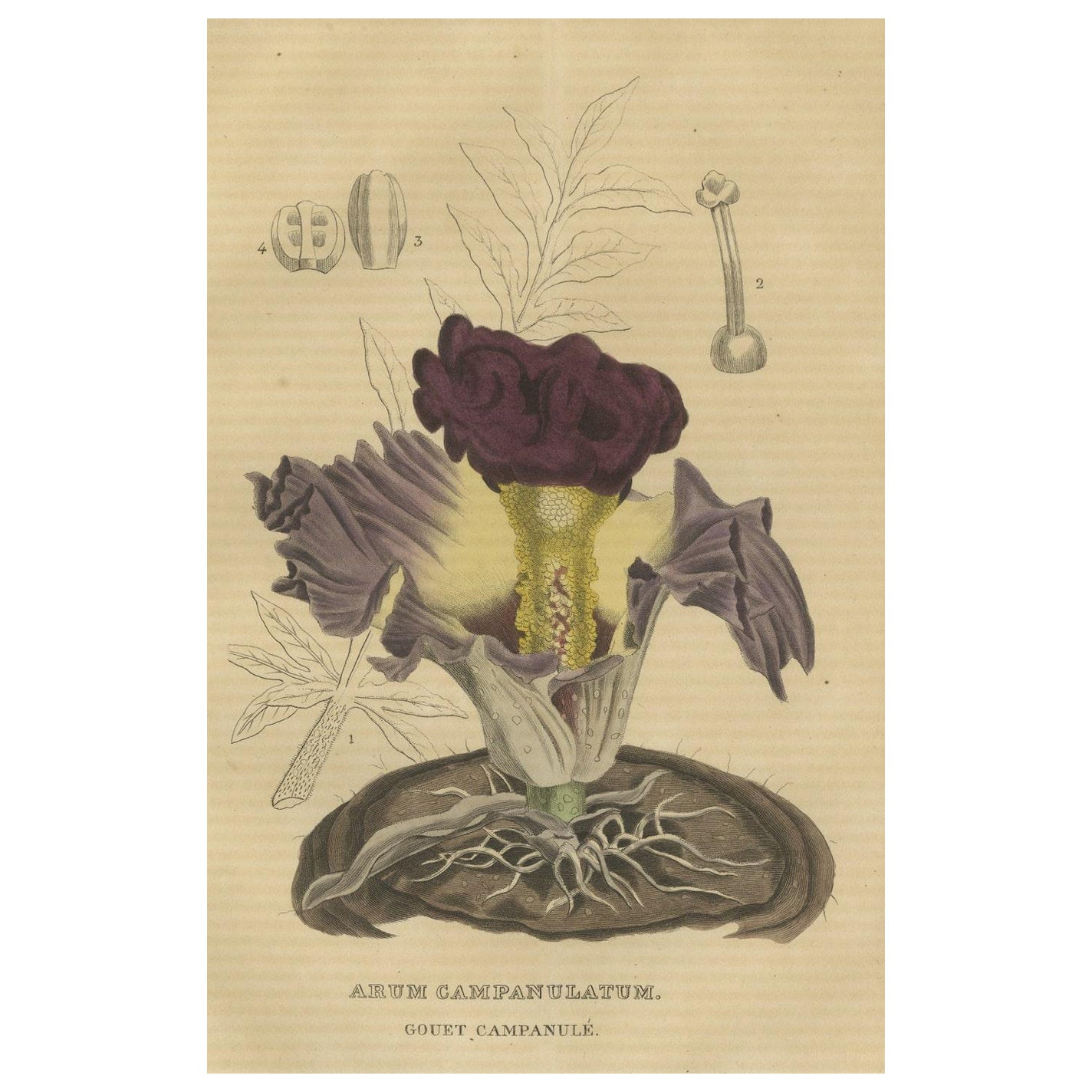 Velvet Majesty: The Bell-Shaped Arum - A Vintage Portrait of Botanical Splendor For Sale