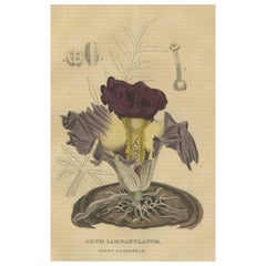 Majesté du velours : l'arum en forme de cloche - un portrait vintage de splendeur botanique