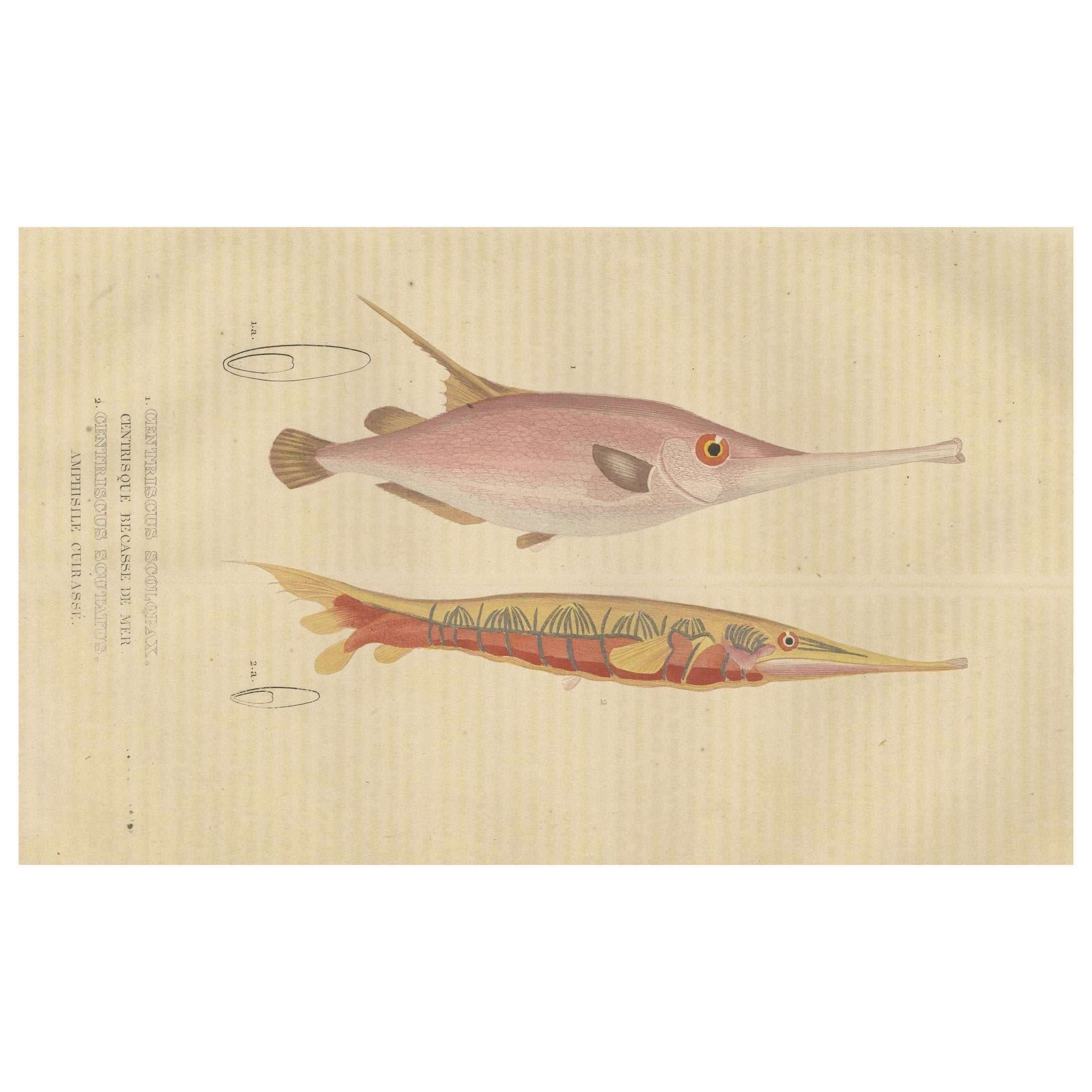 Underwater Elegance: Razorfish and Shrimpfish - A Marine Engraving Study, 1845 For Sale