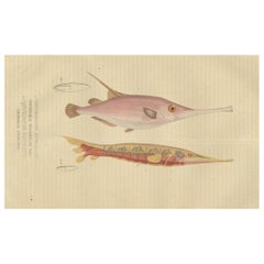 Antique Underwater Elegance: Razorfish and Shrimpfish - A Marine Engraving Study, 1845