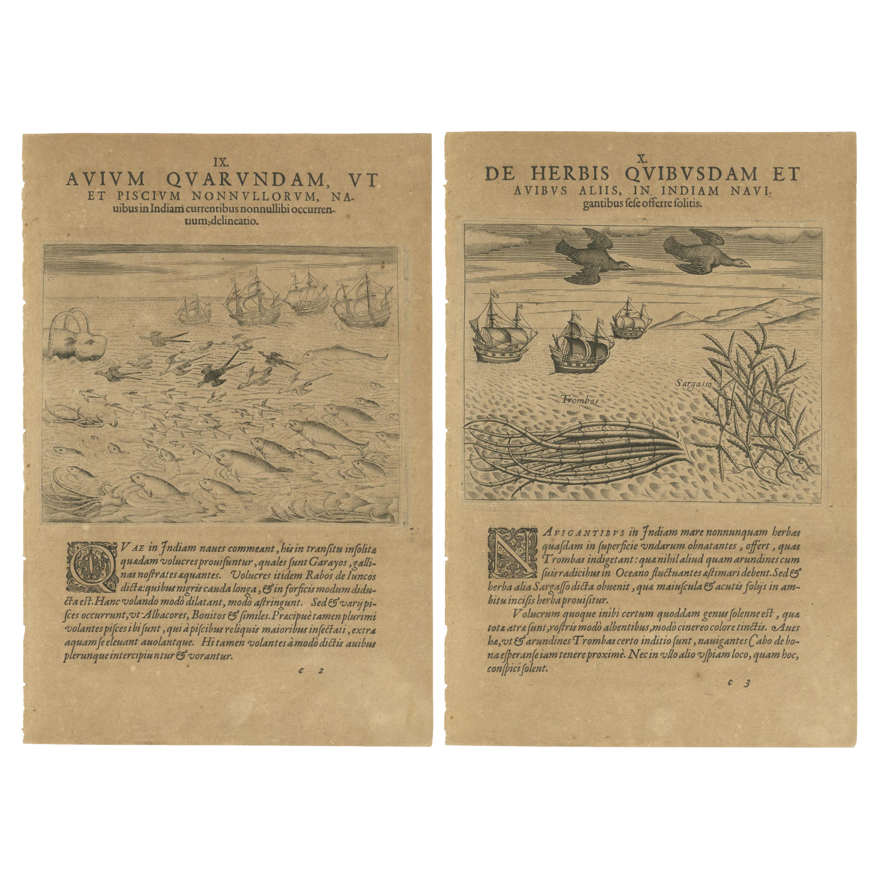 Maritime Life and Flora: Antique Engravings by De Bry, 1601