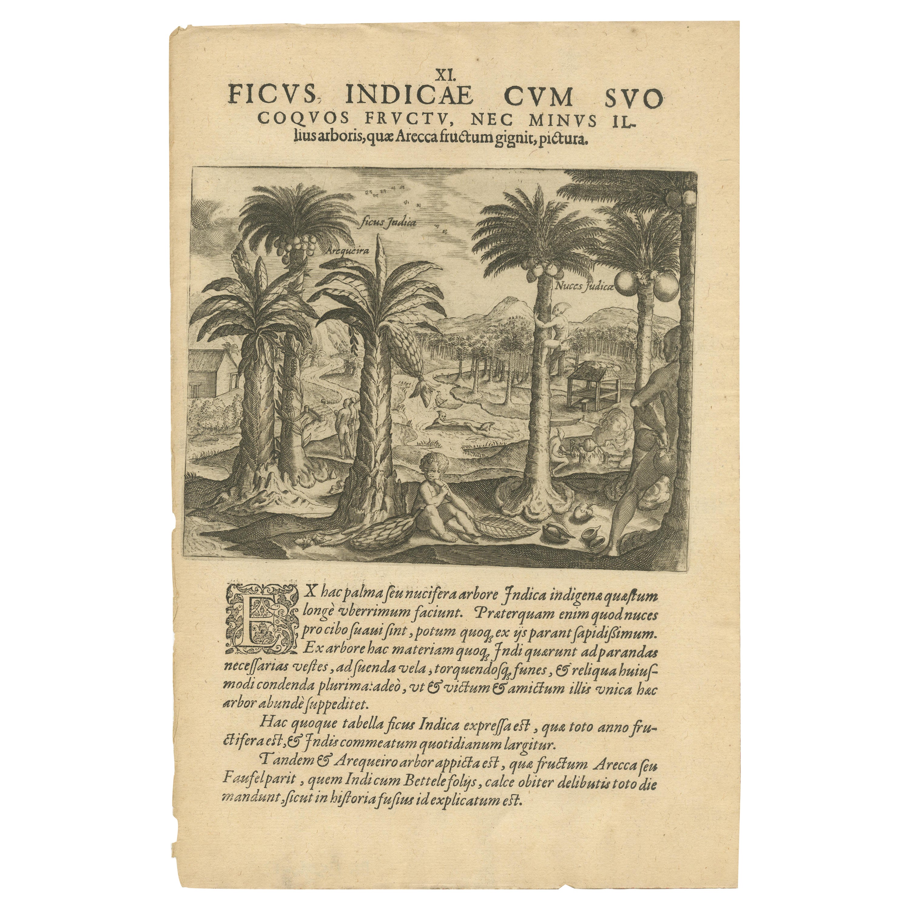 Délicieux tropicaux : Illustration de De Bry de fléchettes et de noix d'Inde, 1601