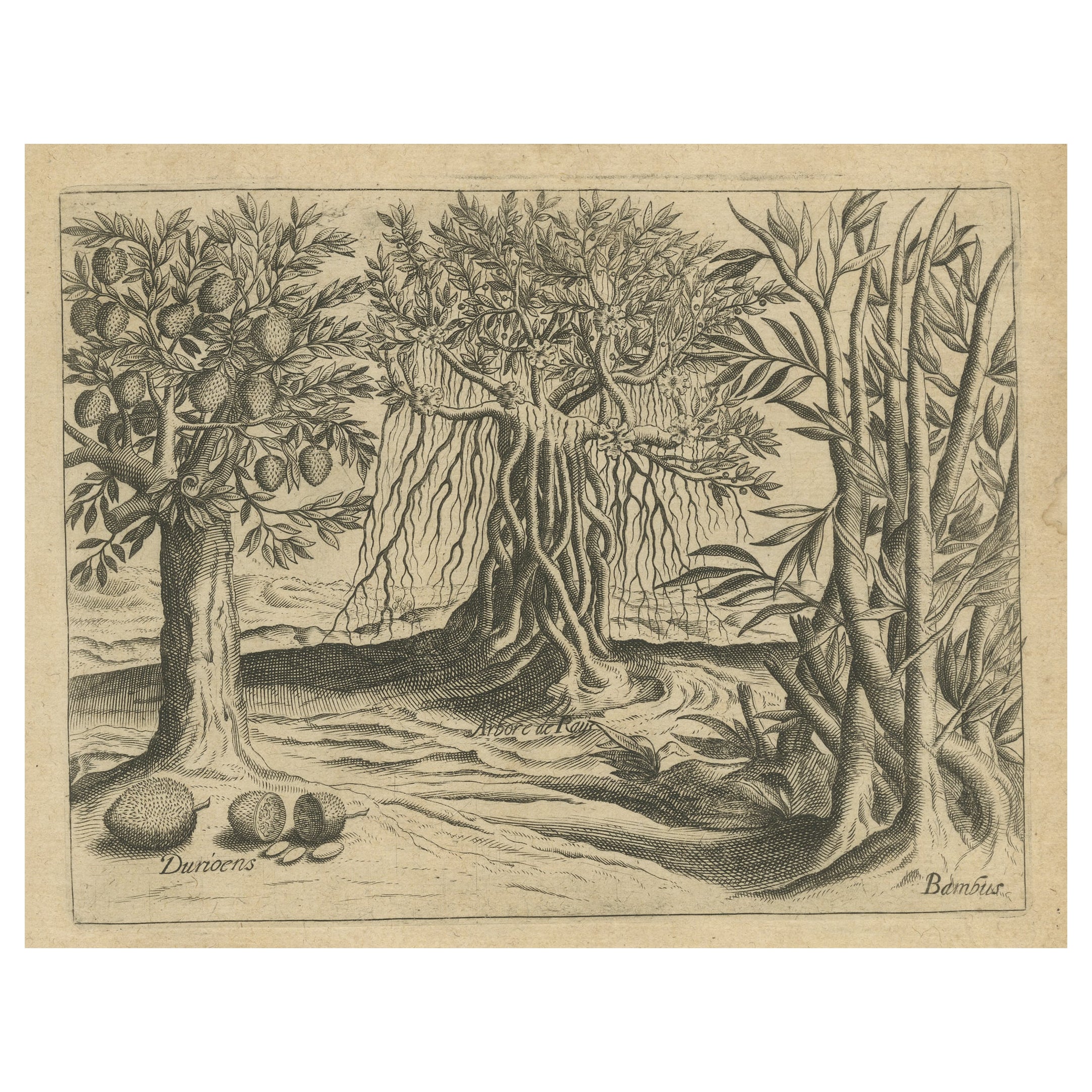 Marvels botaniques de l'Inde : bambou et durian dans la gravure en cuivre 1601 de De Bry