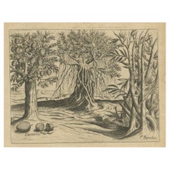 Botanical Marvels of India: Bambus und Durian in De Brys 1601 Kupferstich