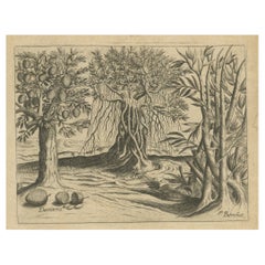 Meraviglie botaniche dell'India: Bambù e Durian nell'incisione in rame di De Bry del 1601