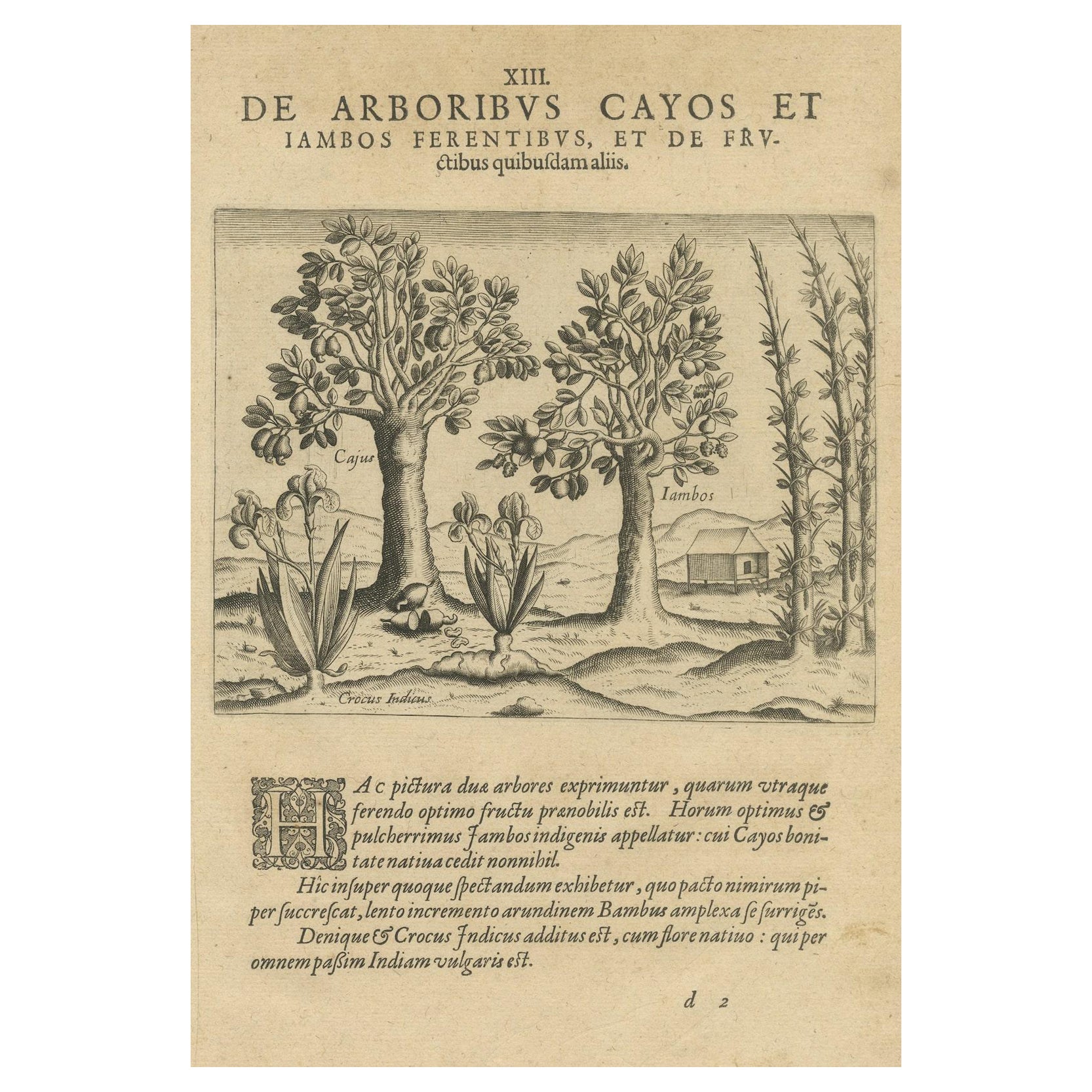 Exotic Flora of the Indies: The Cajus and Jambos Trees Copper Engraved in 1601 For Sale