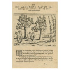 Antique Exotic Flora of the Indies: The Cajus and Jambos Trees Copper Engraved in 1601
