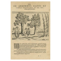 Flora esotica delle Indie: Gli alberi Cajus e Jambos incisi in rame nel 1601