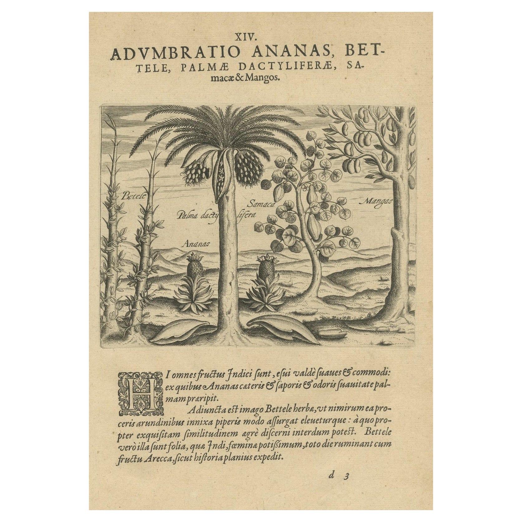 Cornucopia of India: Pineapples, Betel, Date Palms, Soursop, and Mangoes, 1601 For Sale