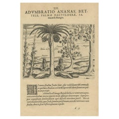 Cornucopia of India: Pineapples, Betel, Date Palms, Soursop, and Mangoes, 1601