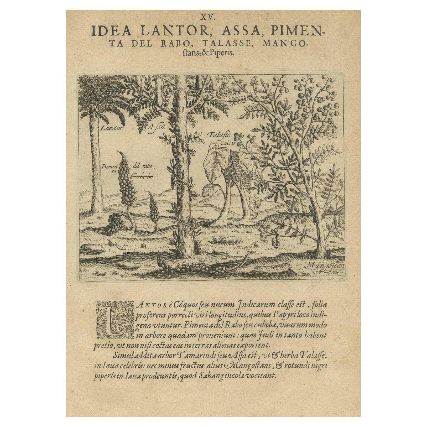 Verdant Wonders: Exotic Trees and Spices of India in De Bry's 1601 Illustration For Sale