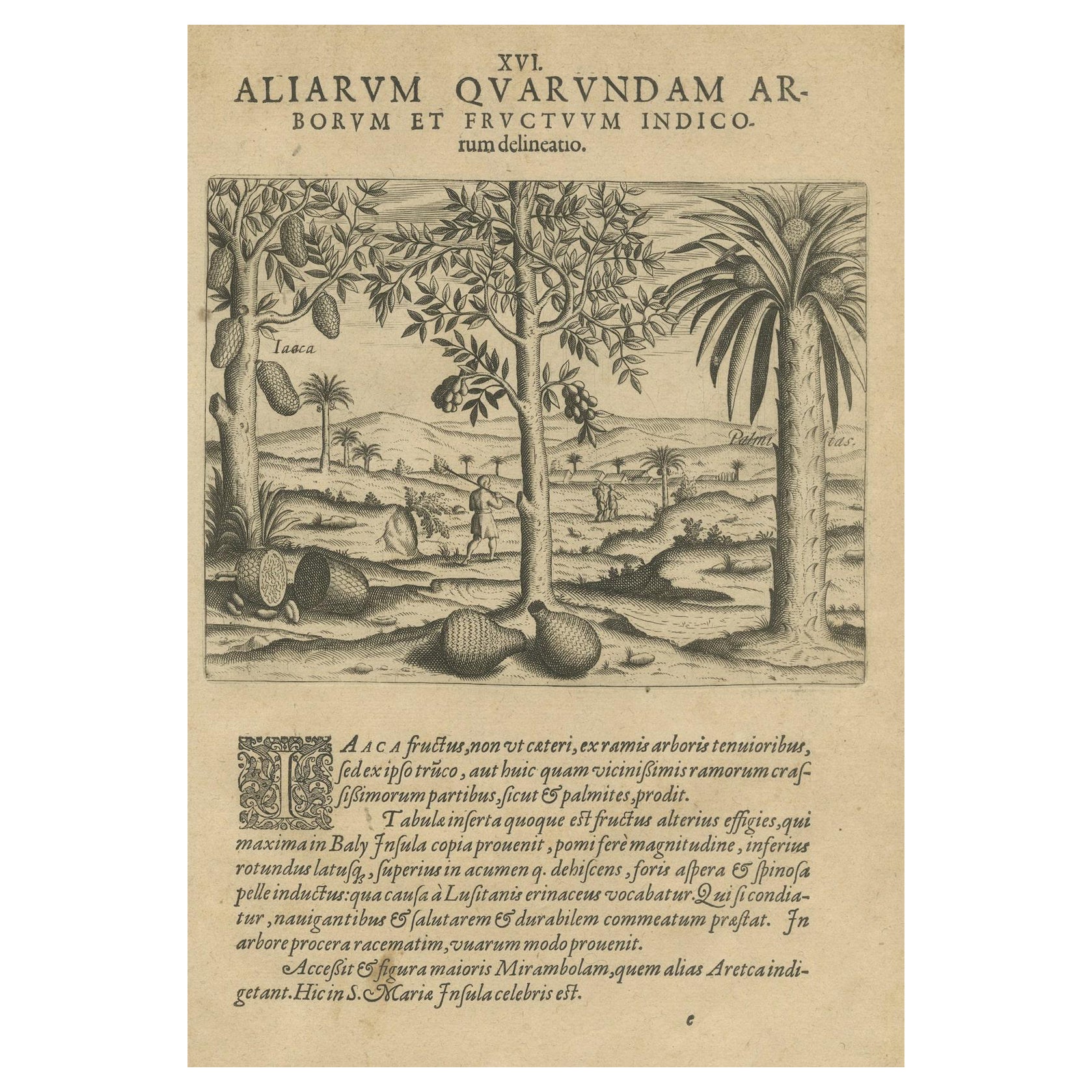 Tropical Abundance: The Jackfruit and Palm Trees in De Bry's 1601 Engraving For Sale