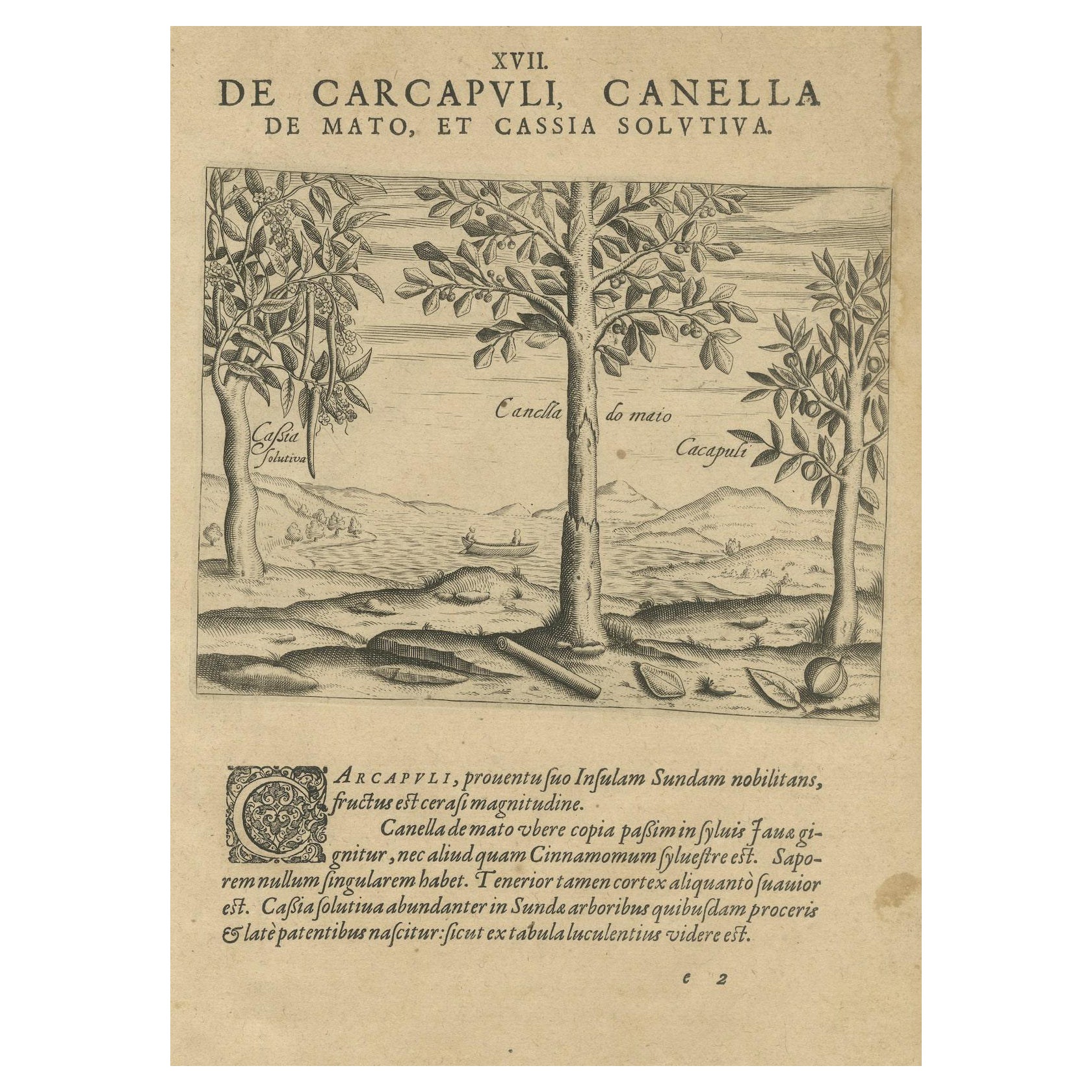 Spices of the Tropics: Cinnamon and Cassia in De Bry's 1601 Illustration For Sale