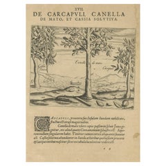 Épices des Tropiques : Cannelle et Cassia dans l'illustration de De Bry de 1601