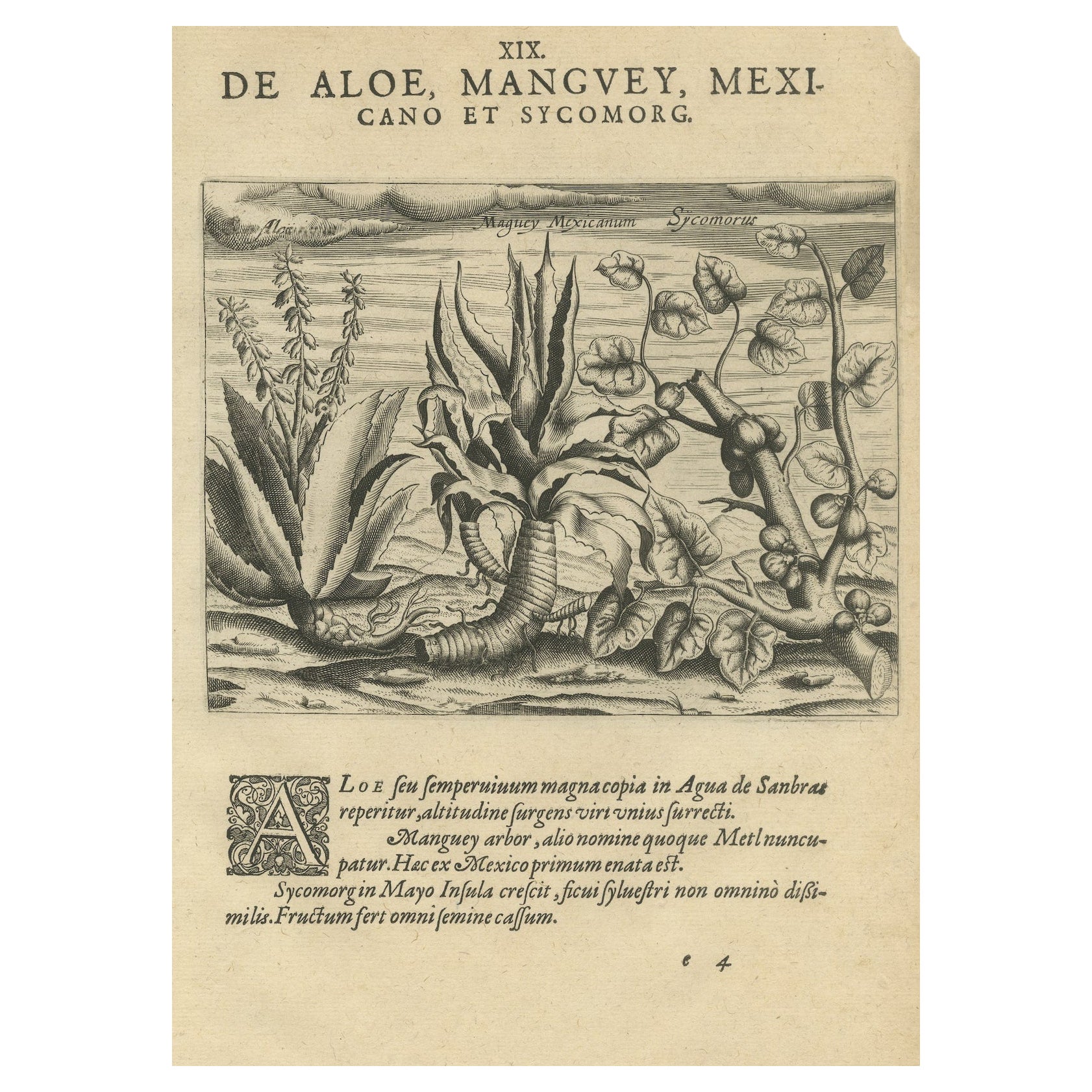 Flora: Aloe, Maguey et Mexican Plants in De Bry's 1601 Work en vente