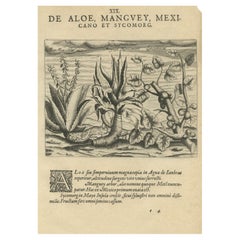 Antique New World Flora: Aloe, Maguey, and Mexican Plants in De Bry's 1601 Work