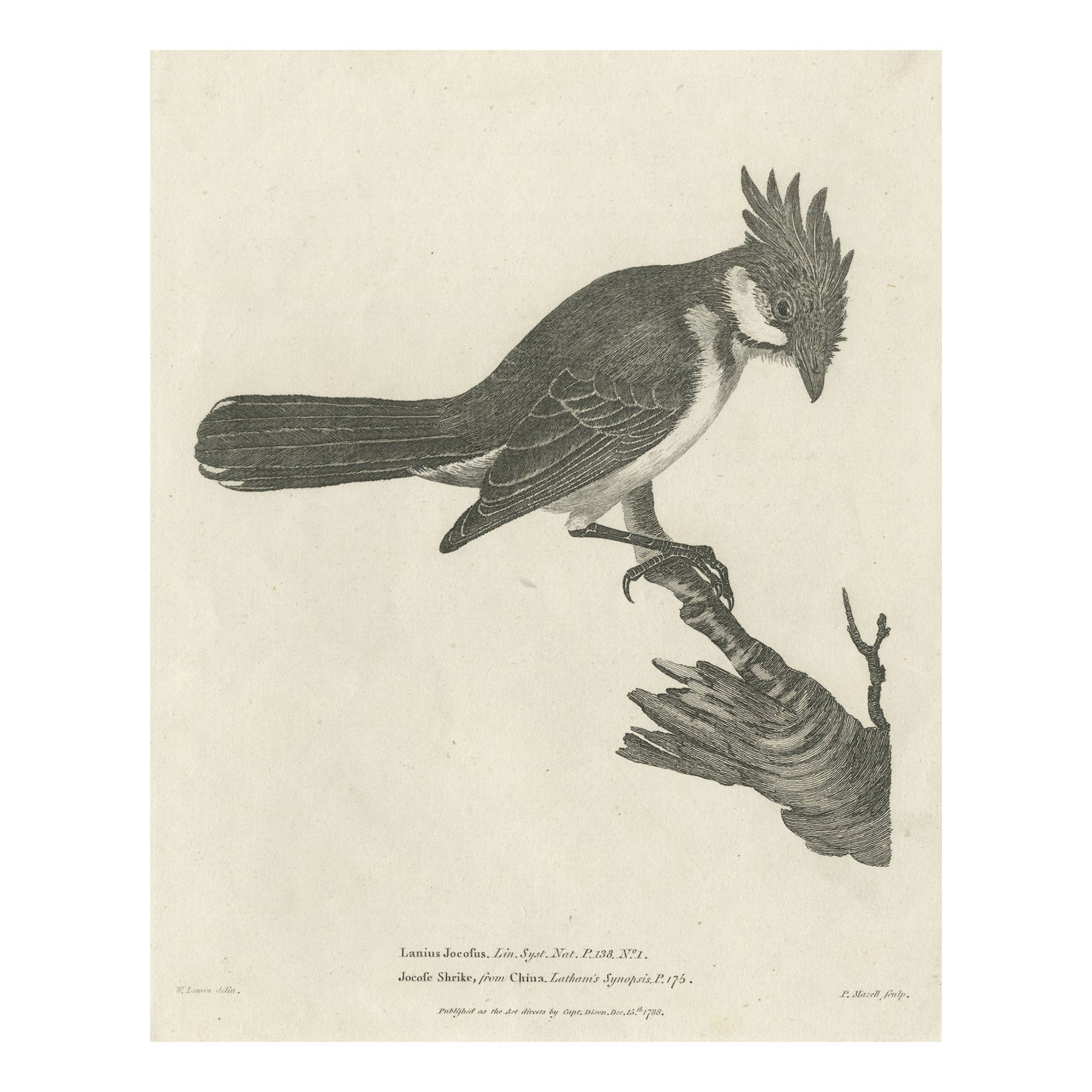 The Merry Minstrel of the Tropics: The Red-Whiskered Bulbul Engraved in 1788 For Sale