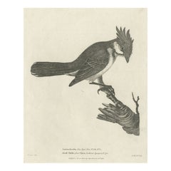 Antique The Merry Minstrel of the Tropics: The Red-Whiskered Bulbul Engraved in 1788