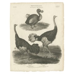 Antique Echoes of Avian Majesty: The Dodo and Ostrich of the Early 19th Century, 1805