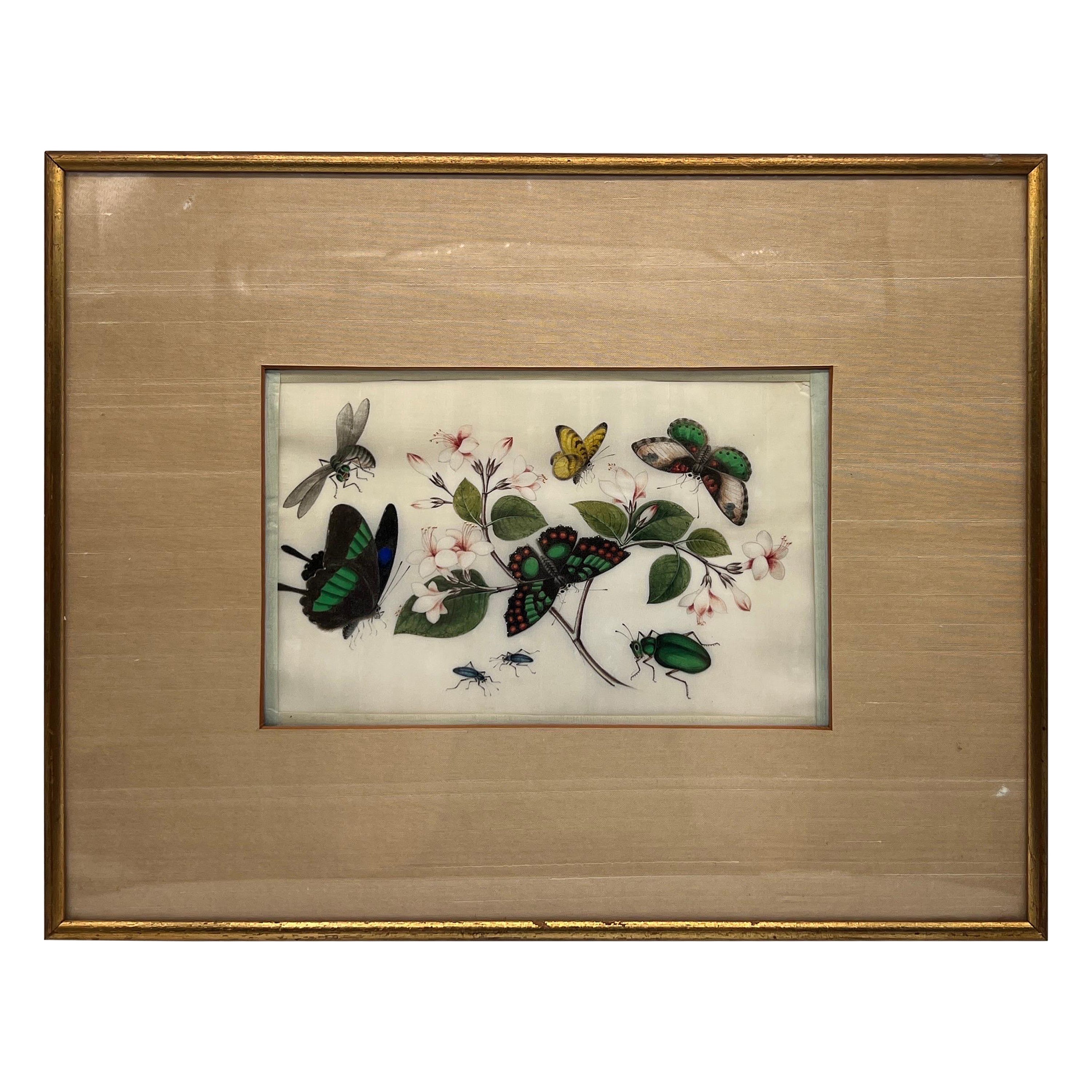 Butterfly & Insect Pith, aquarelle d'exportation chinoise du 19e siècle  en vente