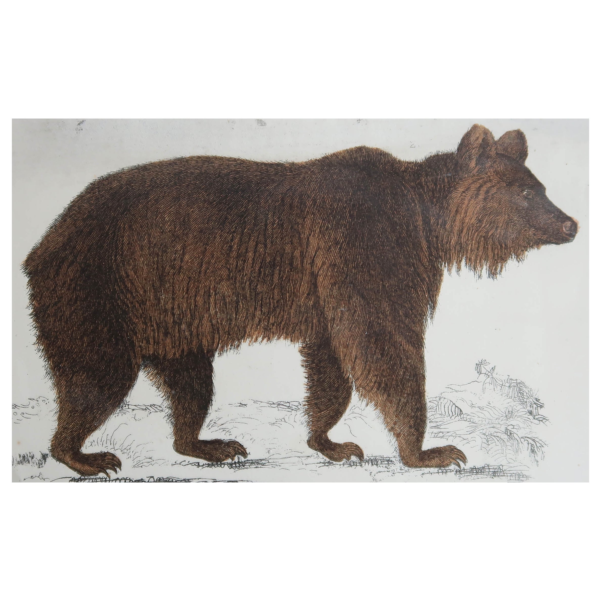 Original Antique Print of a Brown Bear, 1847 'Unframed'