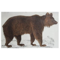 Original Antique Print of a Brown Bear, 1847 'Unframed'