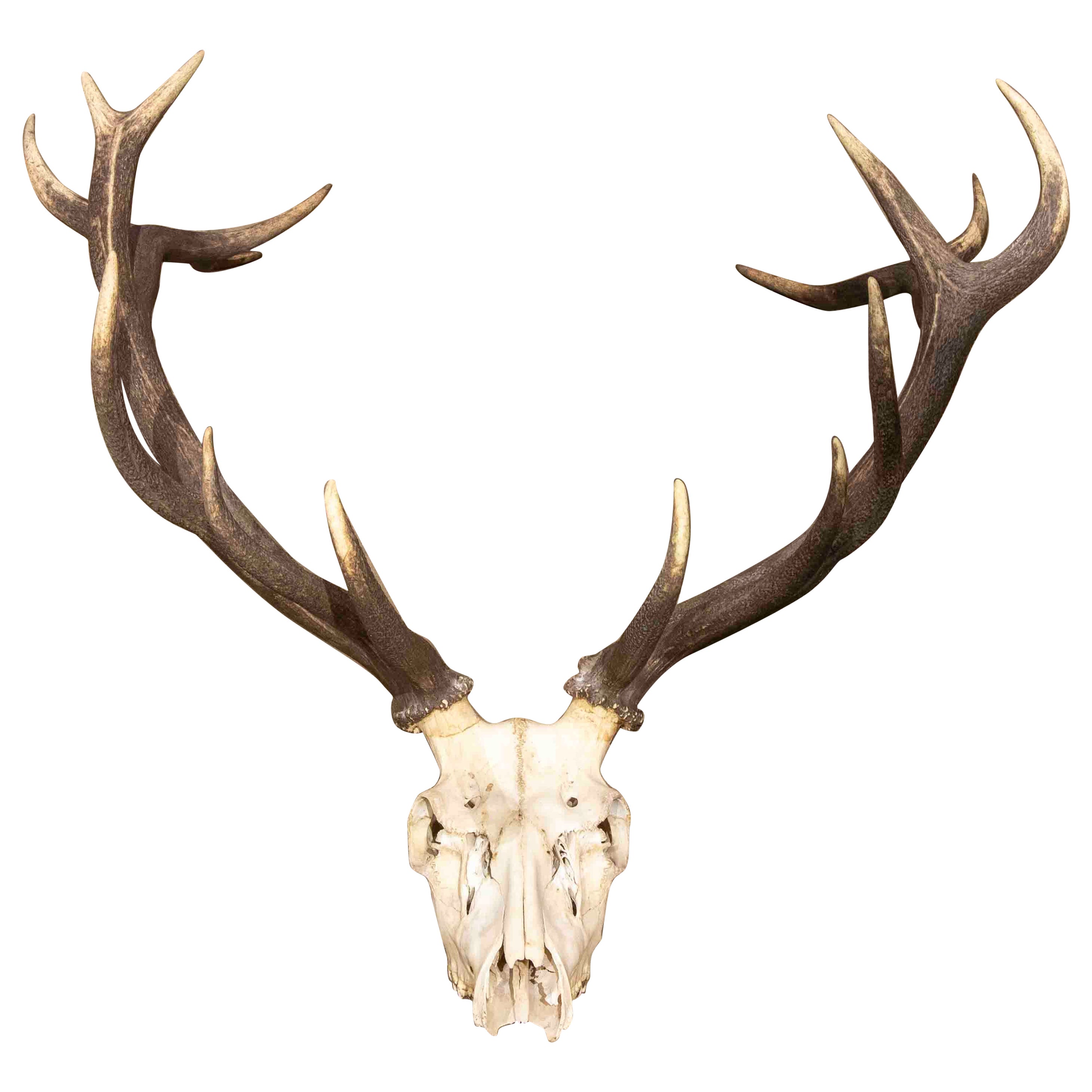 Large Deer Antlers for Wall Hanging For Sale