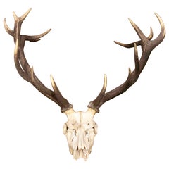 Large Deer Antlers for Wall Hanging