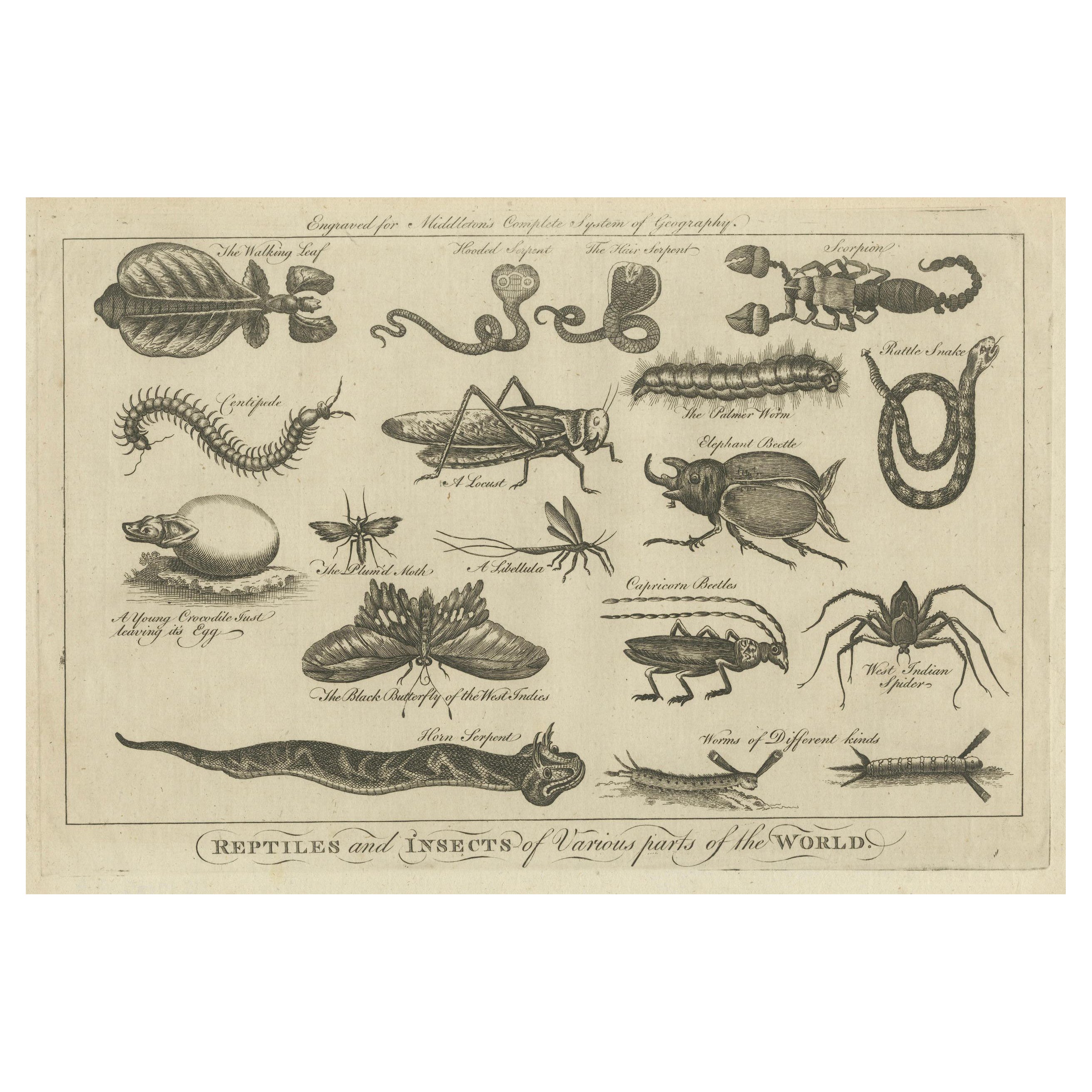 The Wonders of Nature: Exquisite 18th Century Engravings of Reptiles and Insects For Sale