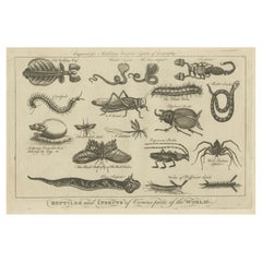 Las Maravillas de la Naturaleza: Exquisitos Grabados del Siglo XVIII de Reptiles e Insectos