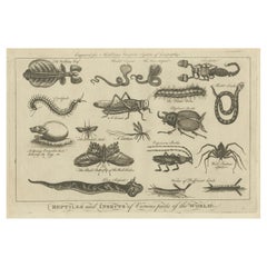 Antique The Wonders of Nature: Exquisite 18th Century Engravings of Reptiles and Insects